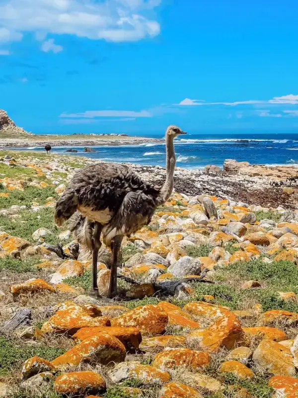 Safari Ostrich Farm in South Africa - ostrich safari tour
