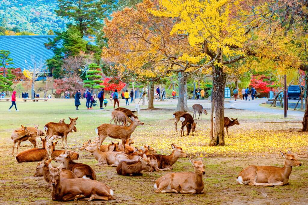 day trips in japan