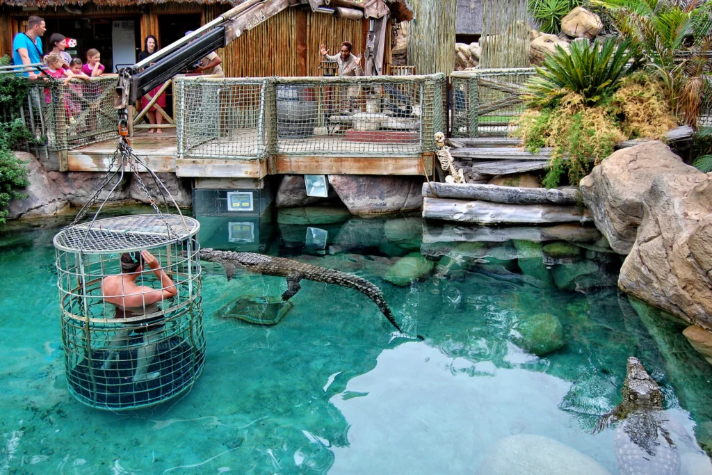 cage diving with crocodiles
