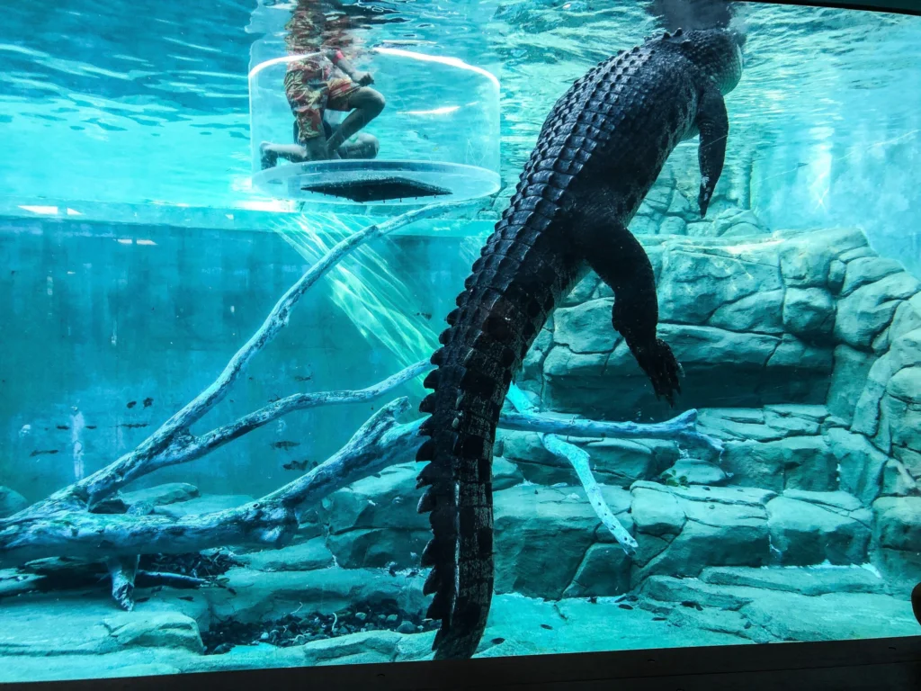 crocosaurus cove cage of death