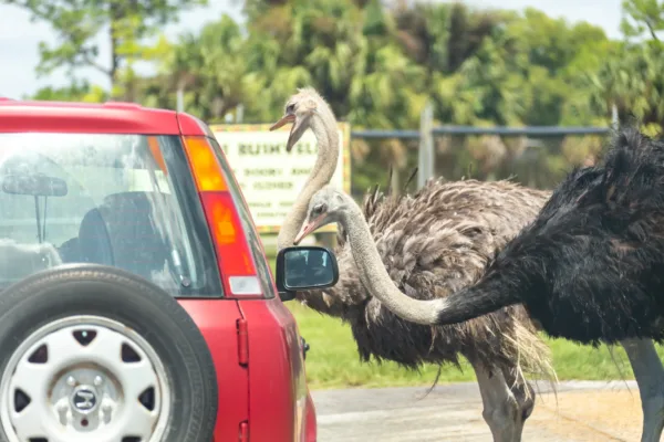 lion country safari in florida