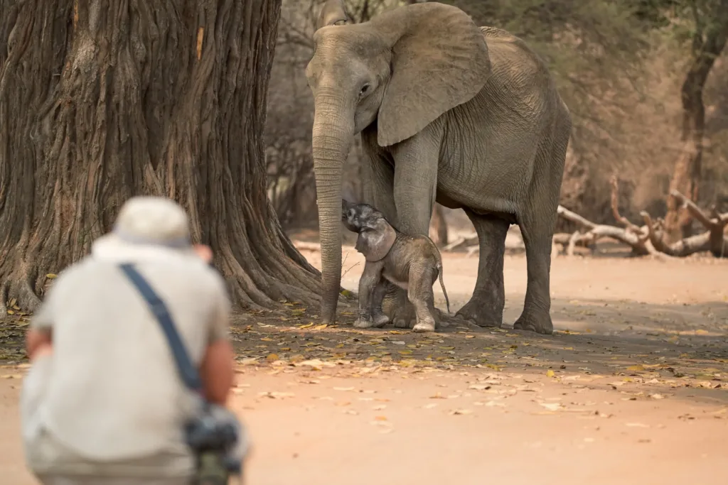 elephants on walking safari