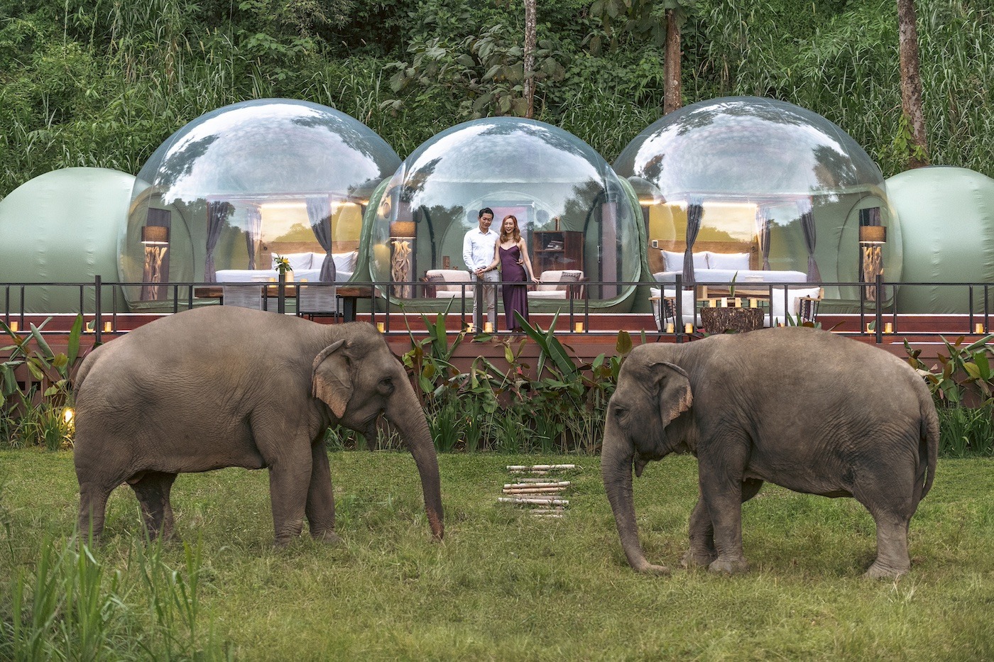 jungle bubble