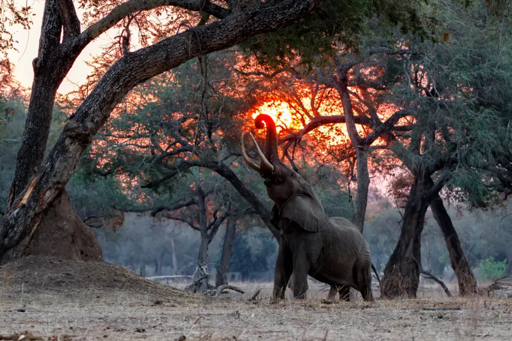 mana pools national park