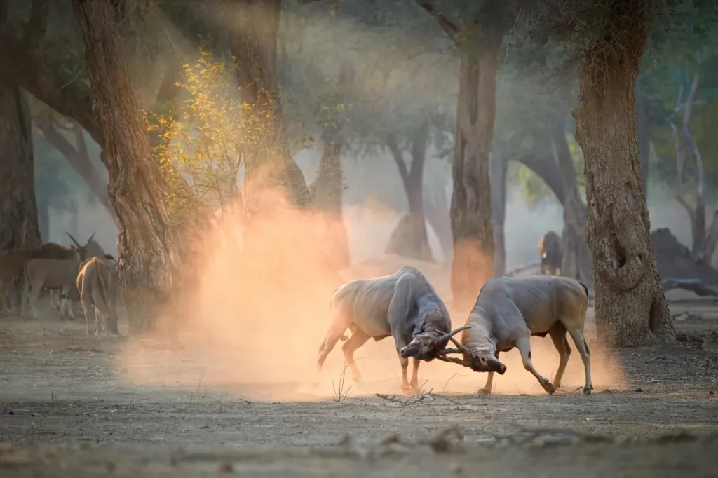 mana pools safari zimbabwe