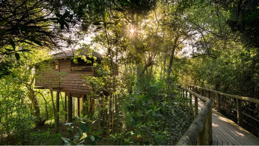 tsala treetop lodge south africa