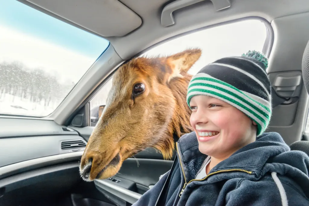 parc omega drive through safari