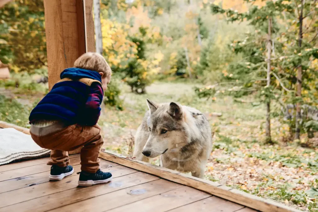 Parc Omega Wolf Cabin: Sleep with the Wolves in Canada