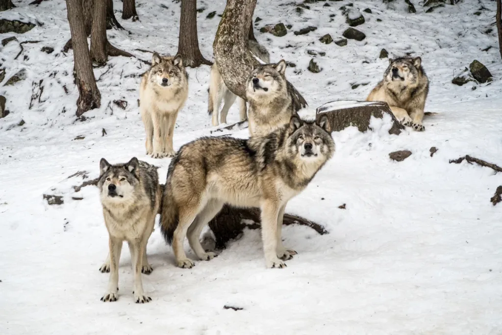 parc omega wolf lodge