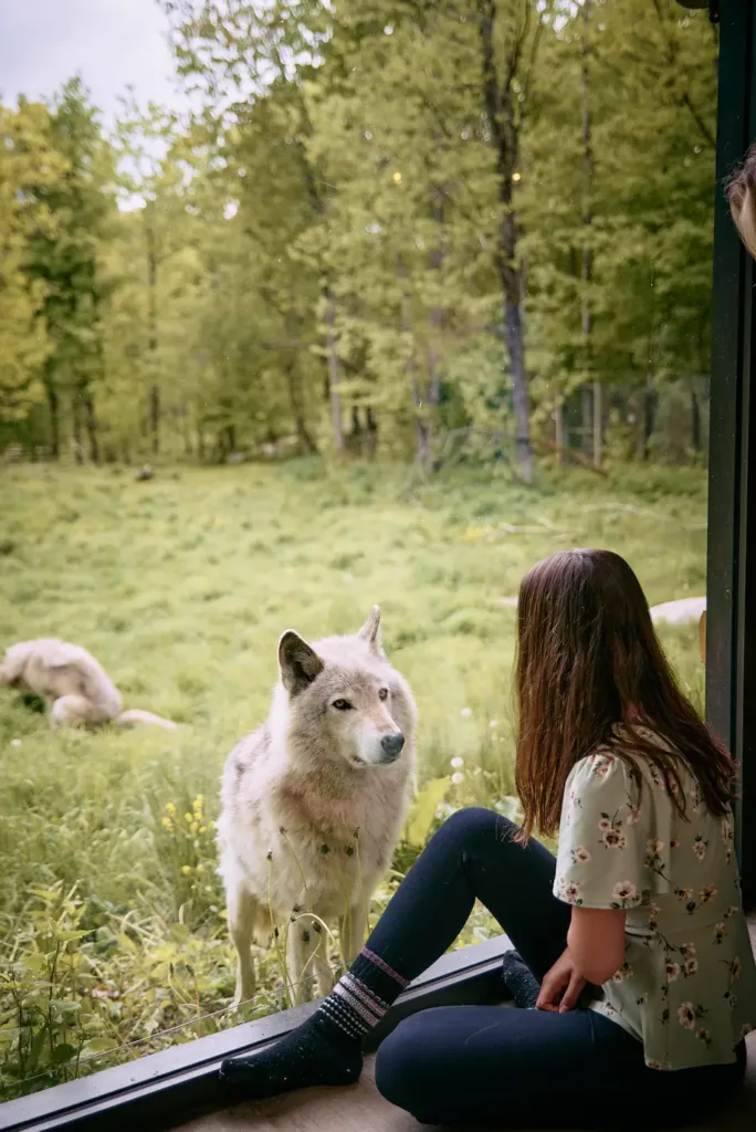 wolf lodge parc omega
