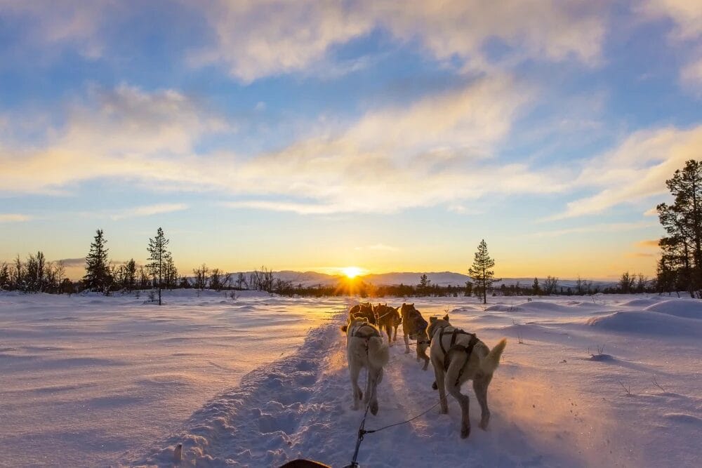 husky dogsled kirkenes
