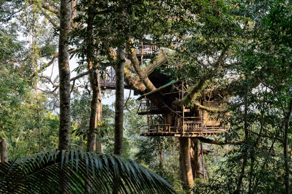 gibbon experience laos reviews