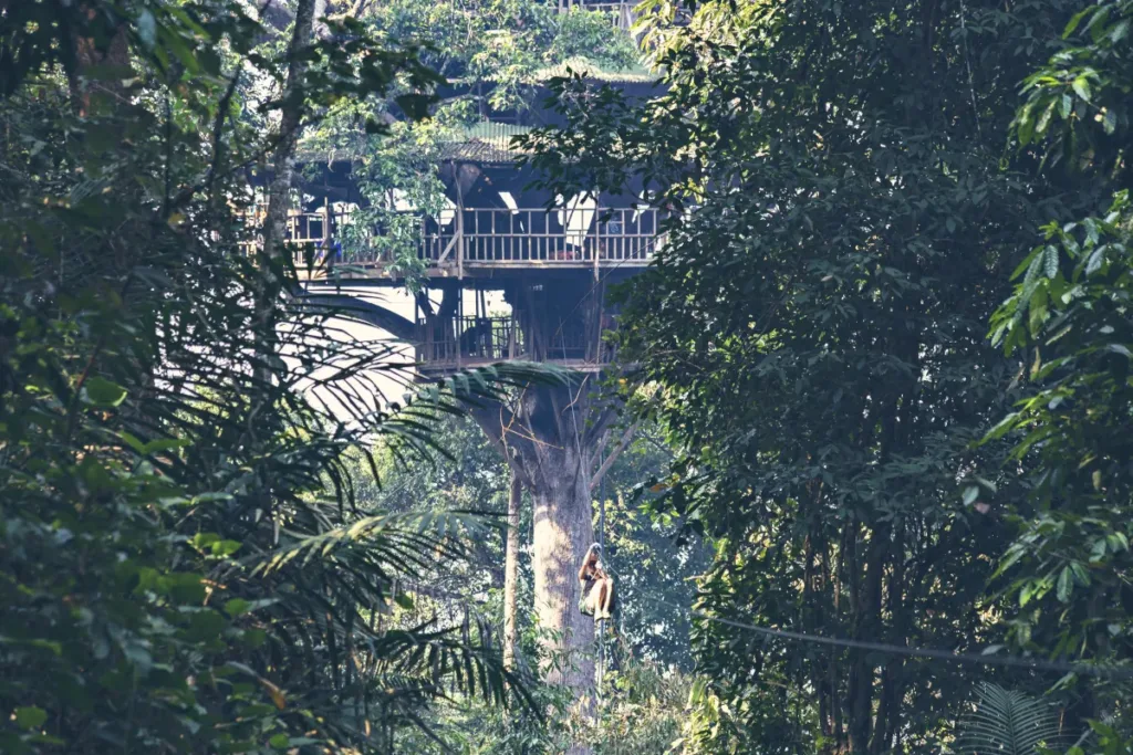 the gibbon experience