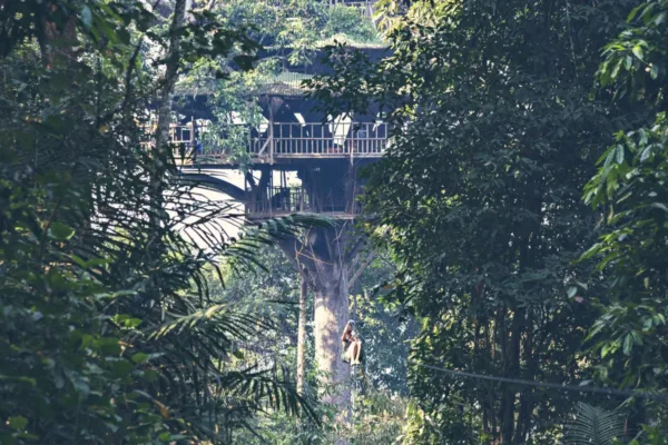 the gibbon experience